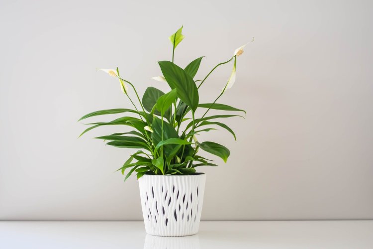 Problemy ze skrzydłokwiatem